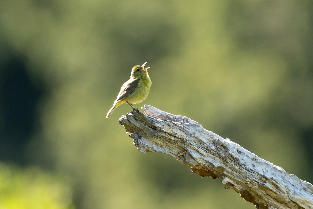 Orange-crowned Warbler - Anshuman Mishra