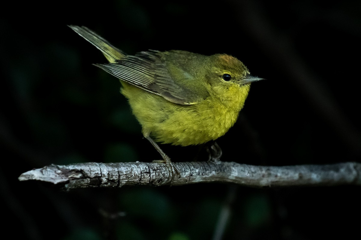 Orange-crowned Warbler - Anshuman Mishra