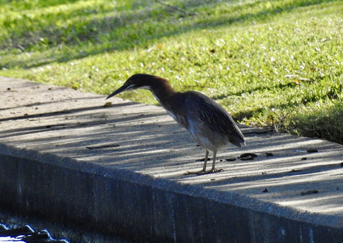 Green Heron - ML580464051