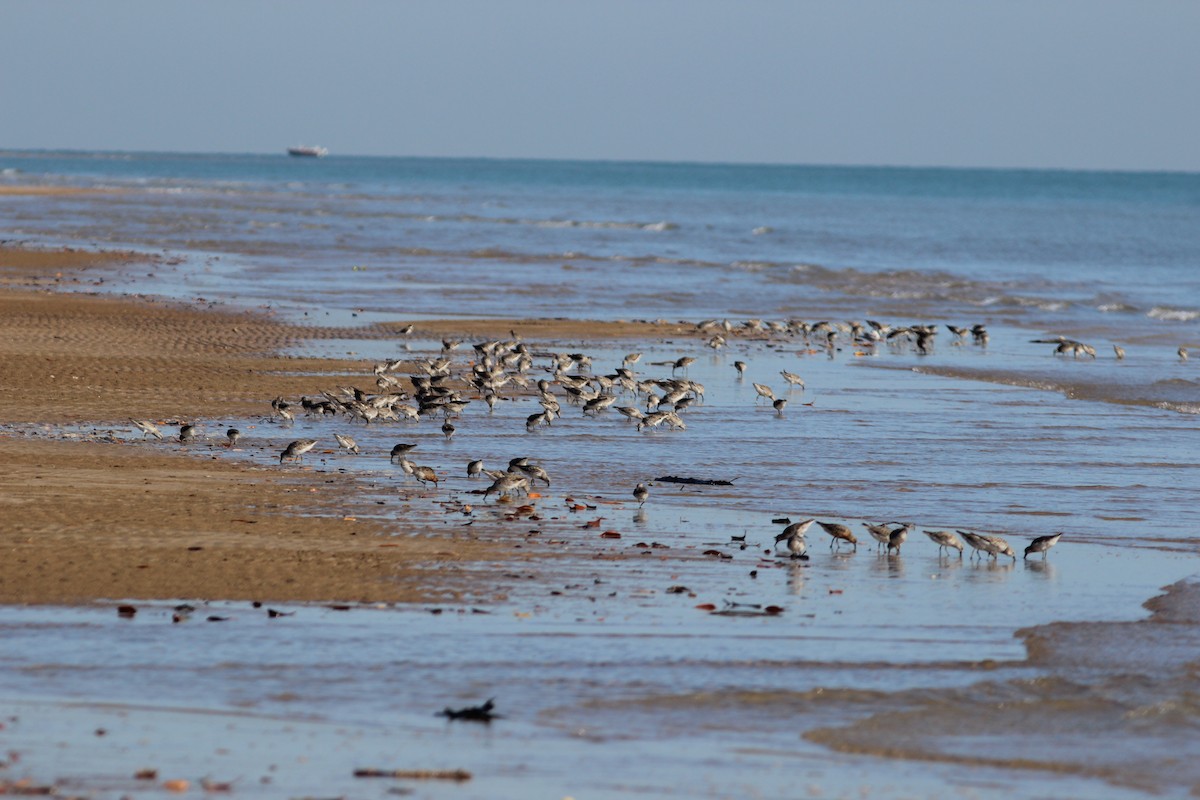 Red Knot - ML580464511