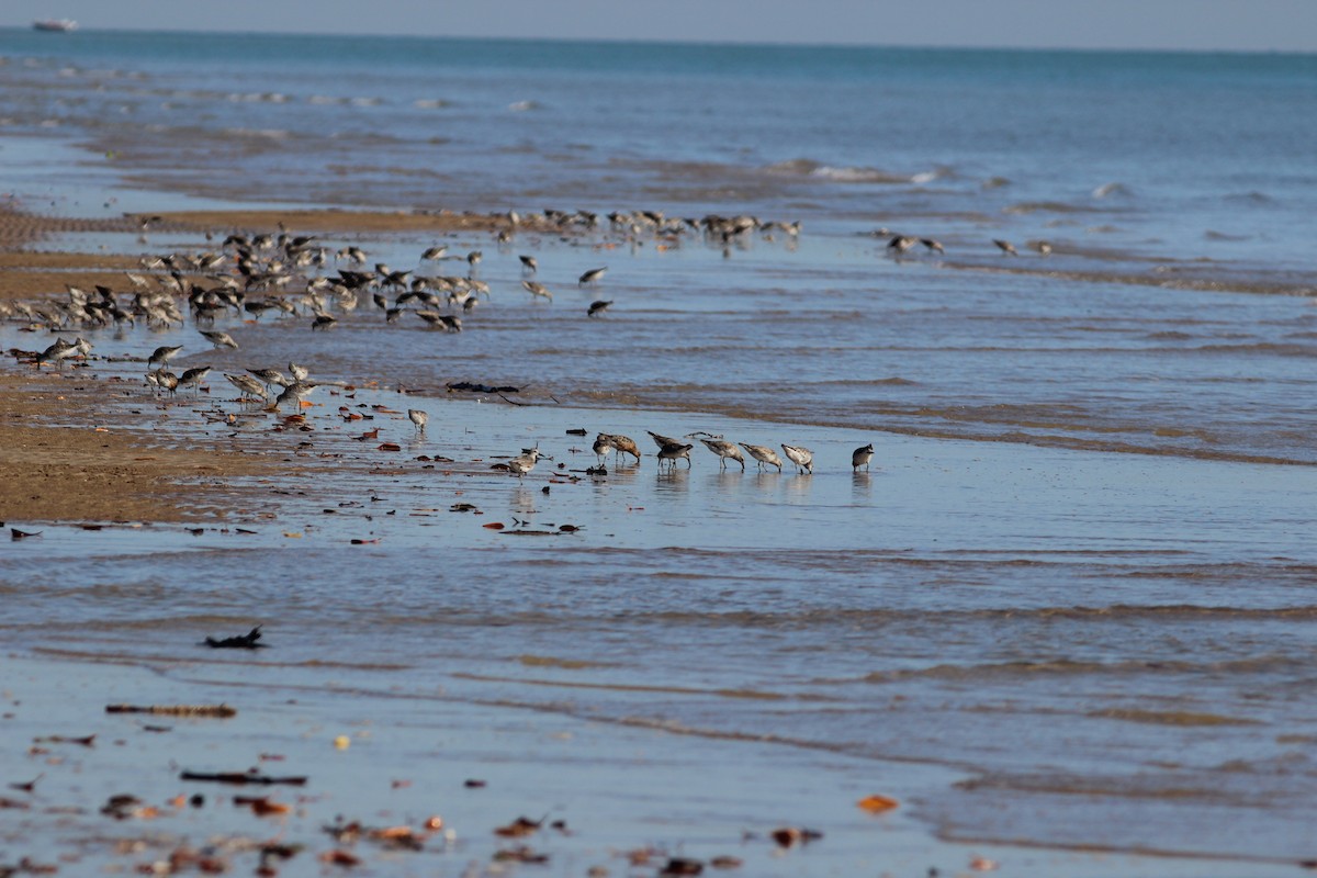 Red Knot - ML580464551