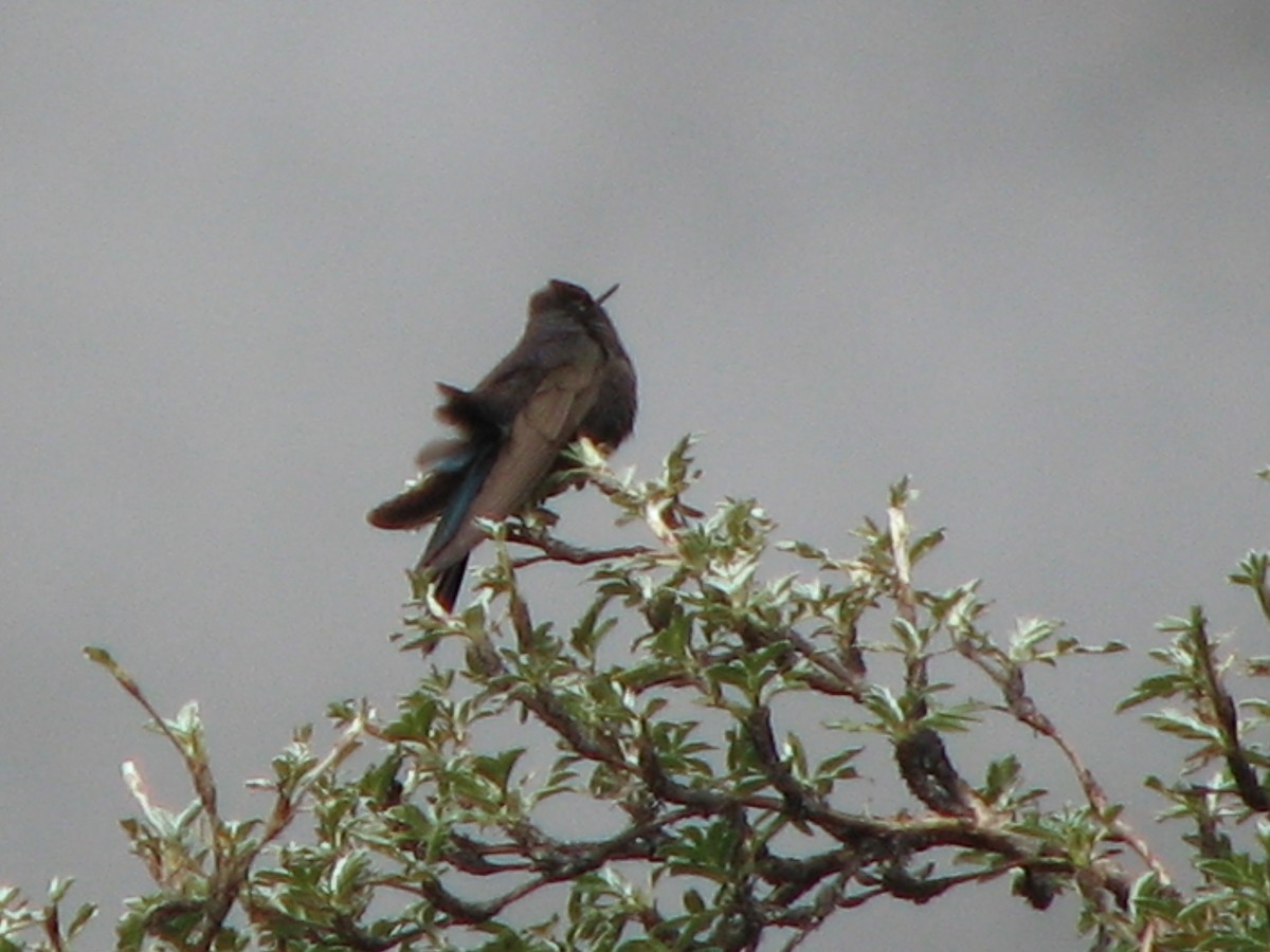 kolibřík modropláštíkový - ML580465091