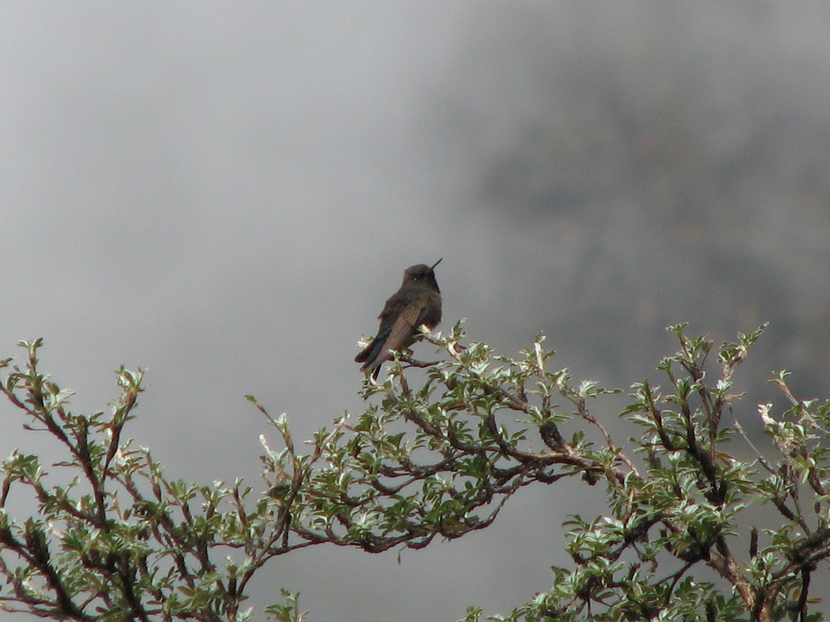 kolibřík modropláštíkový - ML580465111