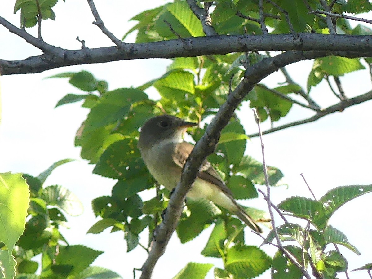 Mosquero sp. (Empidonax sp.) - ML580465191