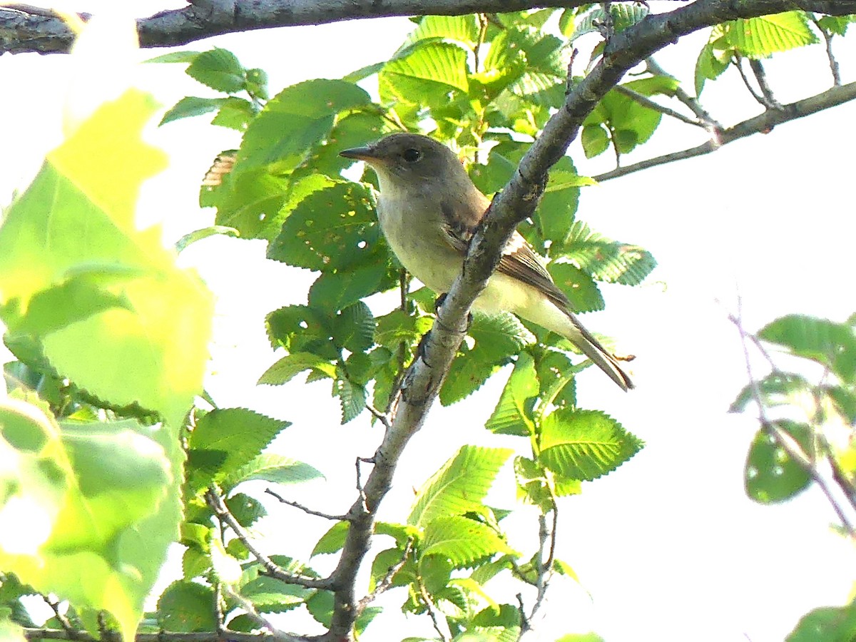 Mosquero sp. (Empidonax sp.) - ML580465301