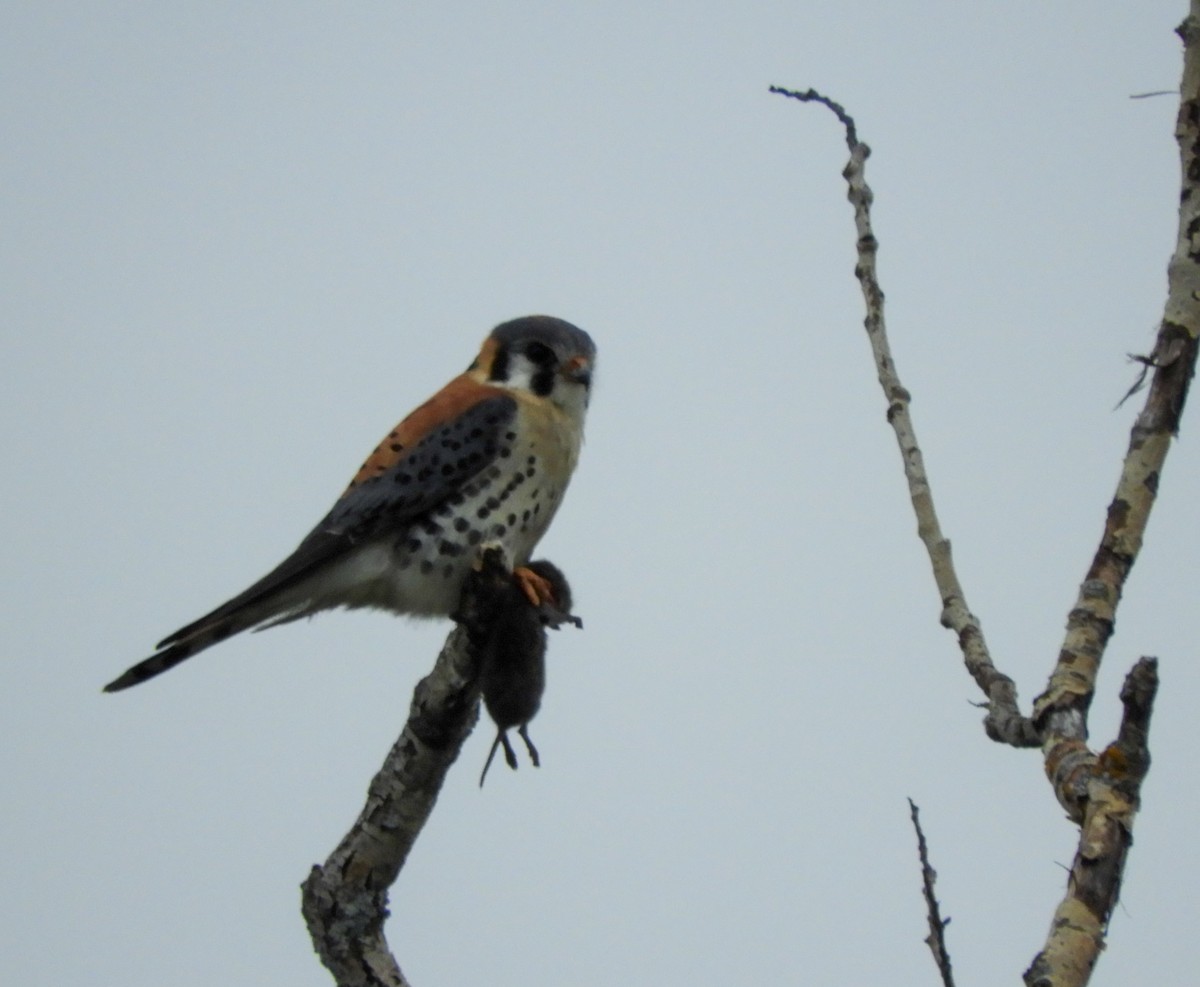 American Kestrel - Laurent Bédard