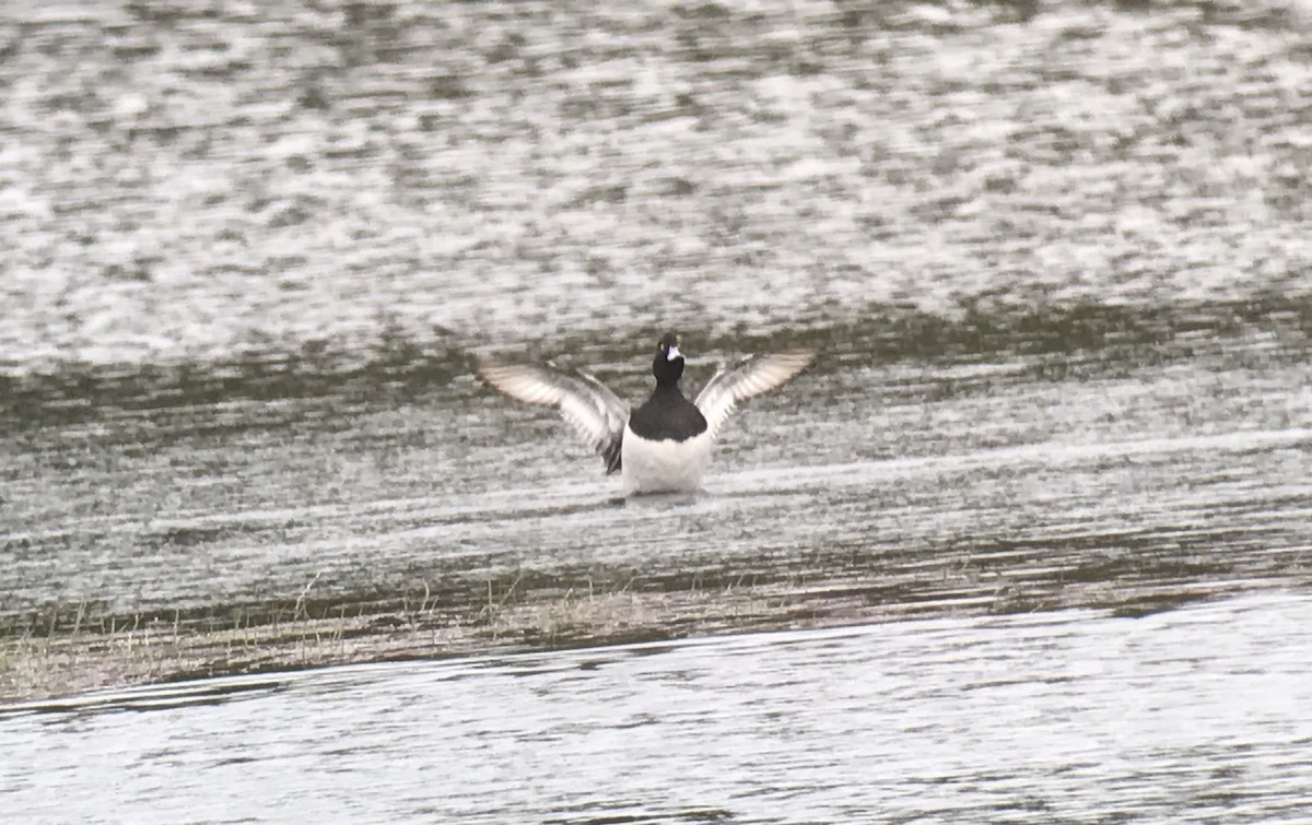 Tufted Duck - ML58046631