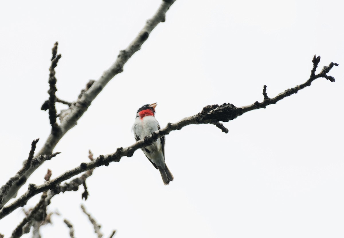 Rose-breasted Grosbeak - ML580466431