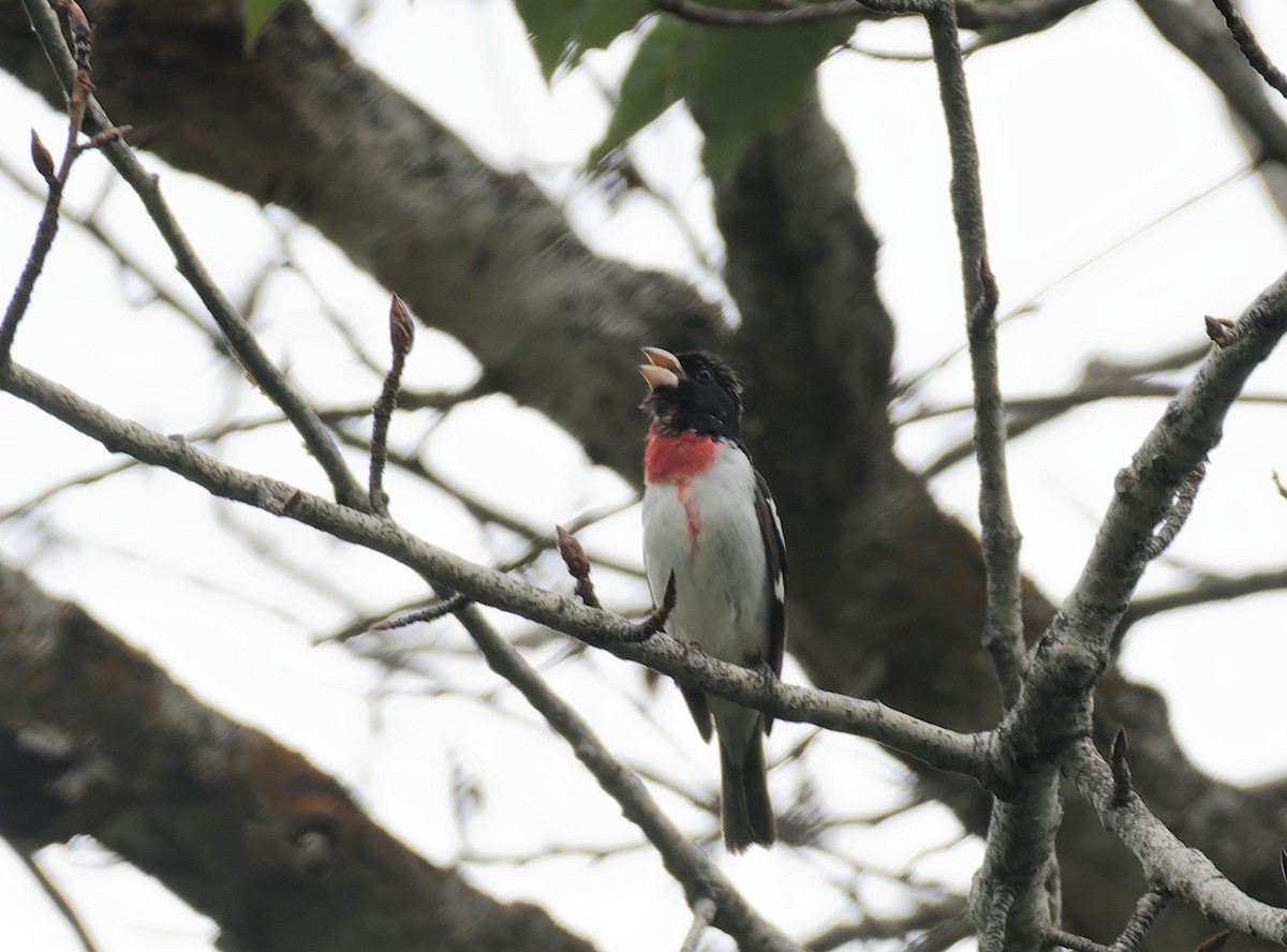 Rose-breasted Grosbeak - ML580466441