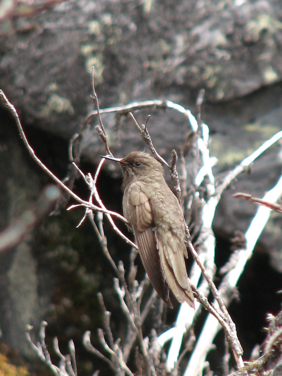 Olivaceous Thornbill - ML580467741