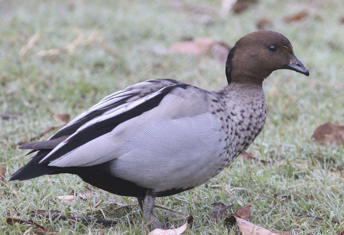 Pato de Crin - ML580467891