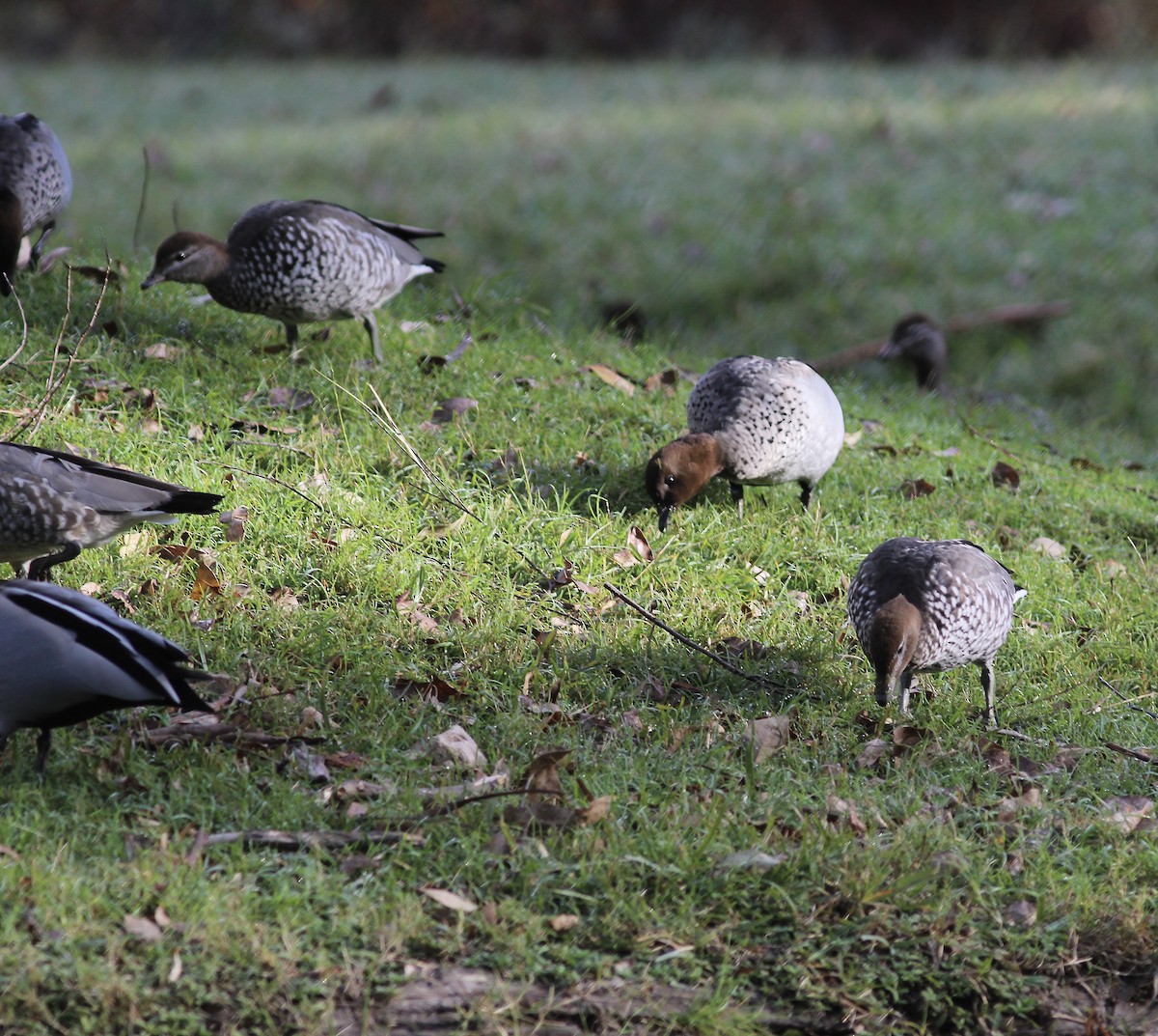 Maned Duck - ML580467911