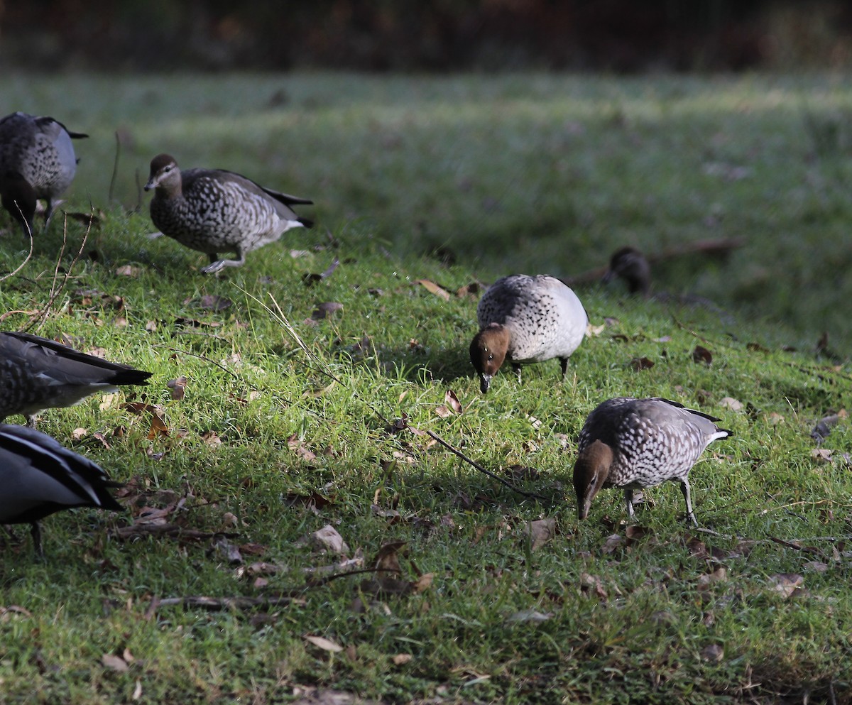 Maned Duck - ML580467921