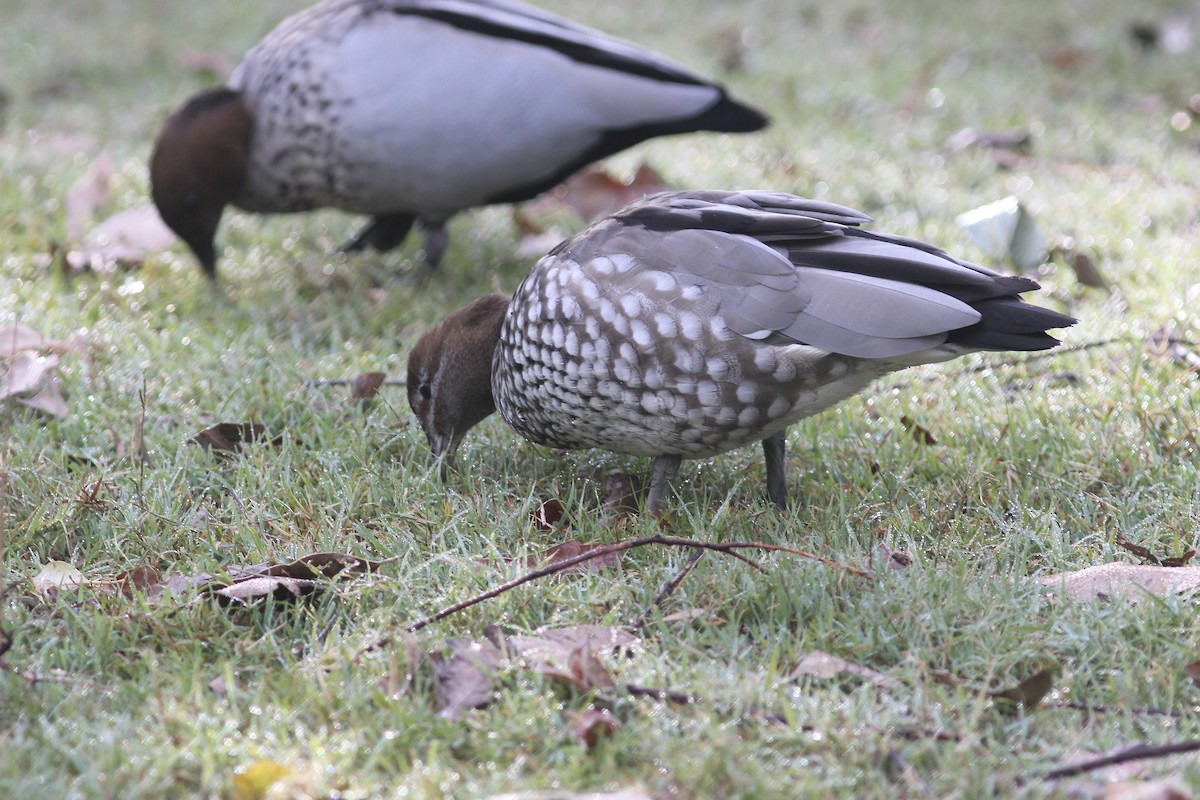 Maned Duck - ML580467931