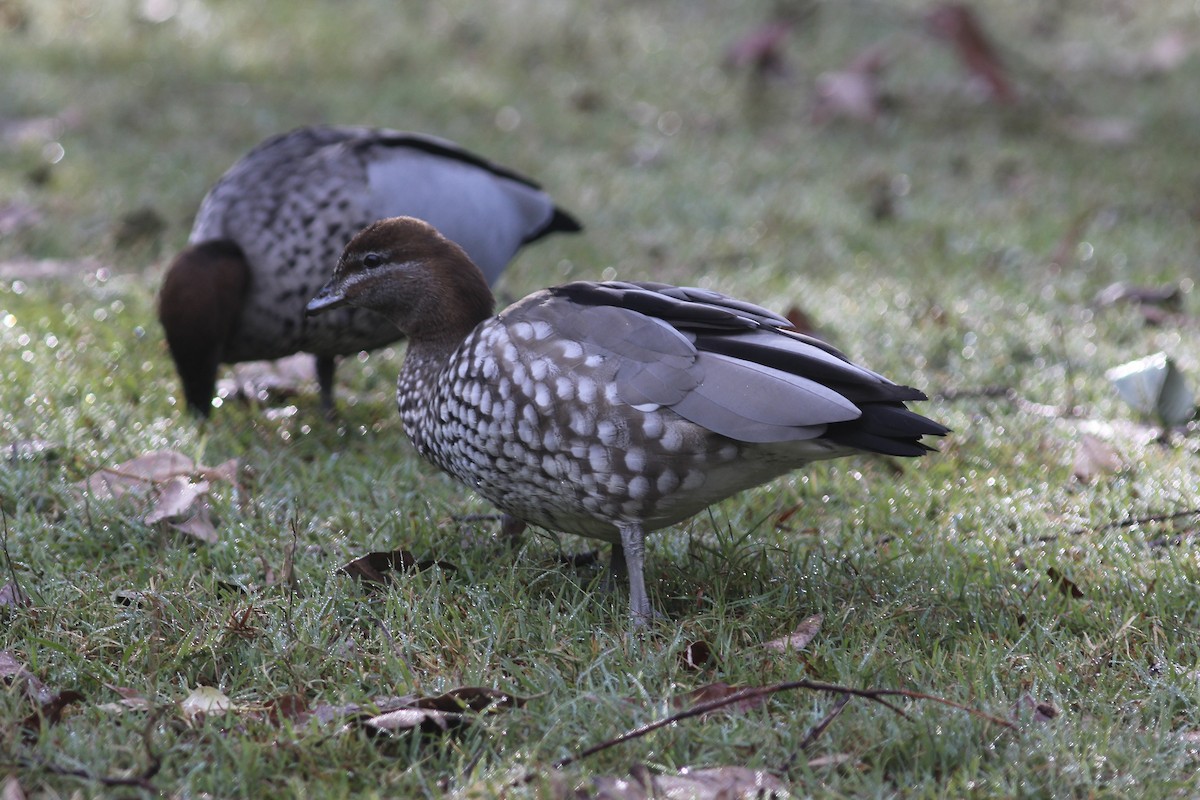 Maned Duck - ML580467941