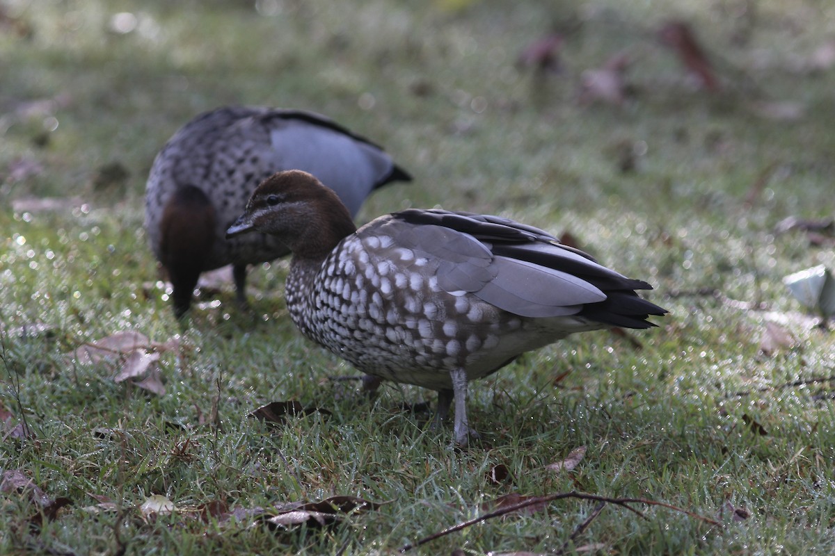 Maned Duck - ML580467951