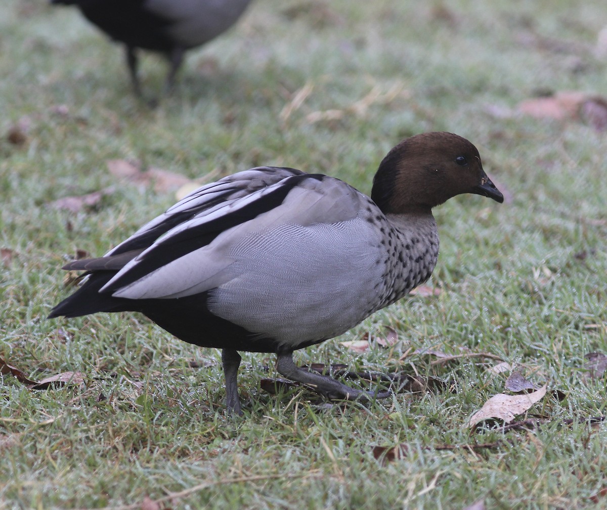 Pato de Crin - ML580467961