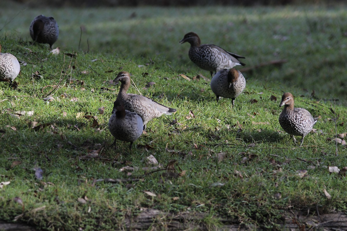 Pato de Crin - ML580467981