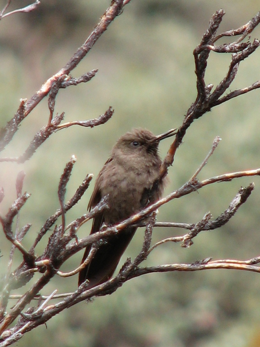 Olivaceous Thornbill - ML580468071