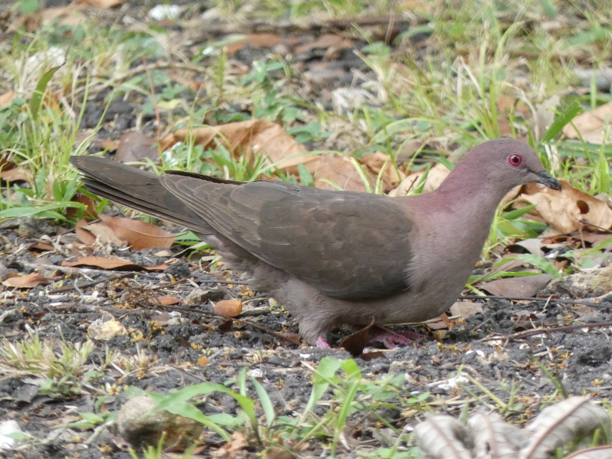 Pigeon à bec noir - ML580468891