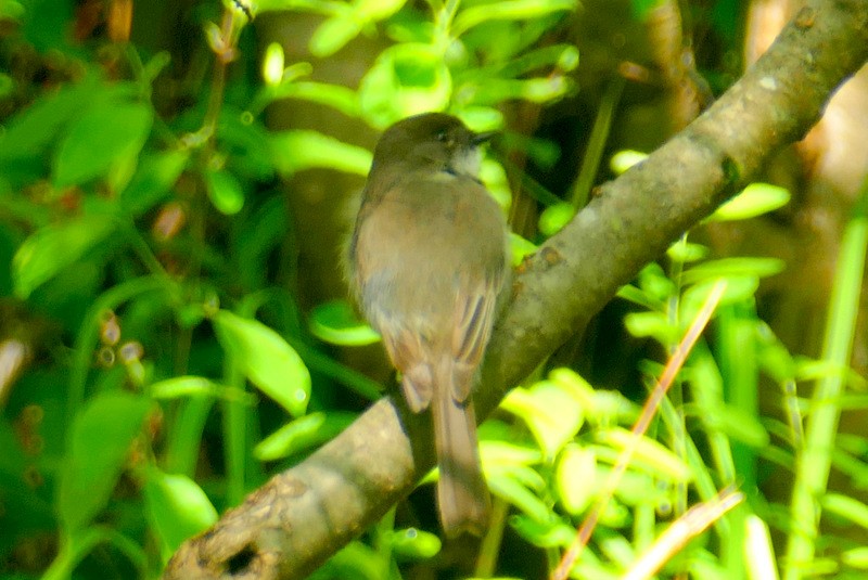 Eastern Phoebe - ML580468901