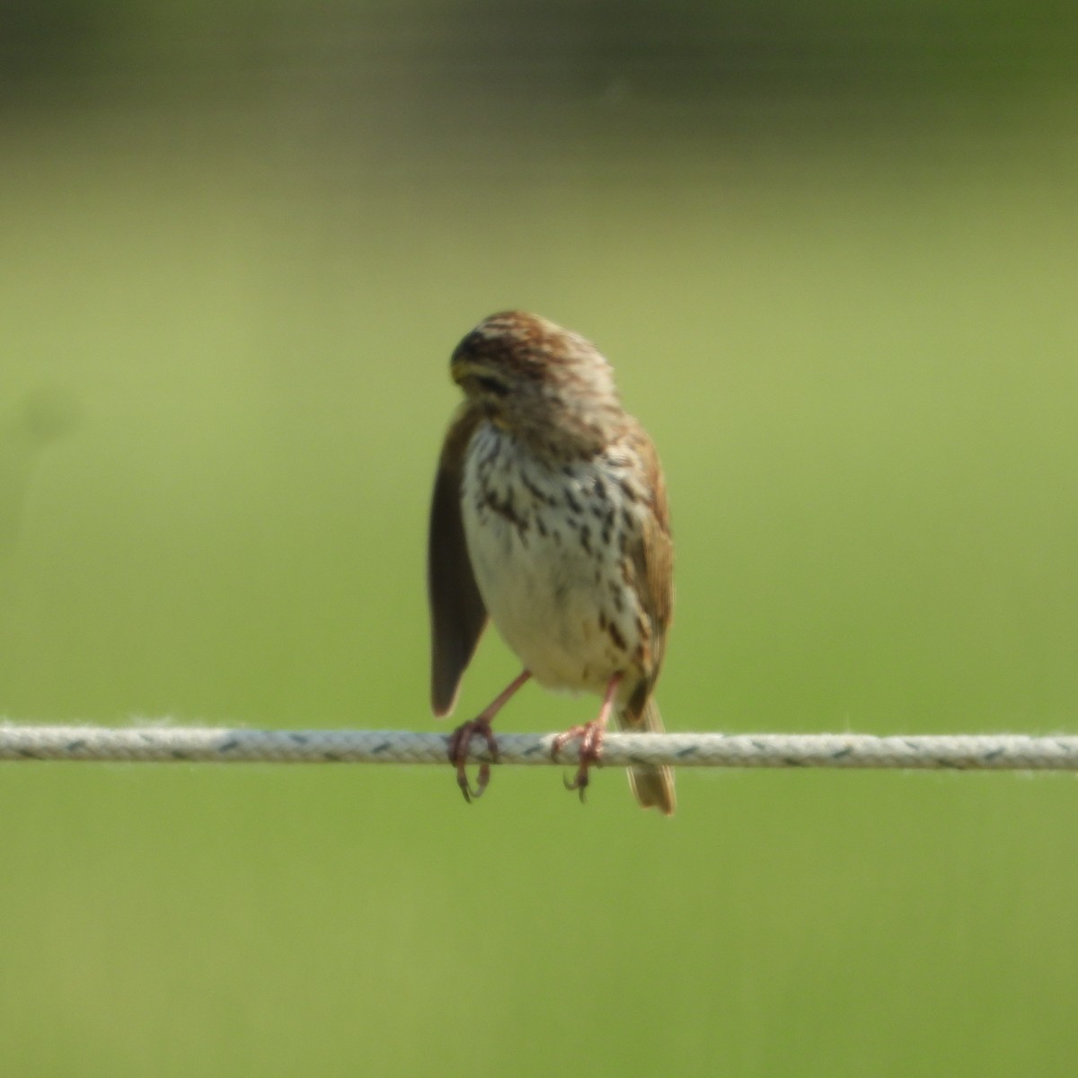Savannah Sparrow - ML580469101