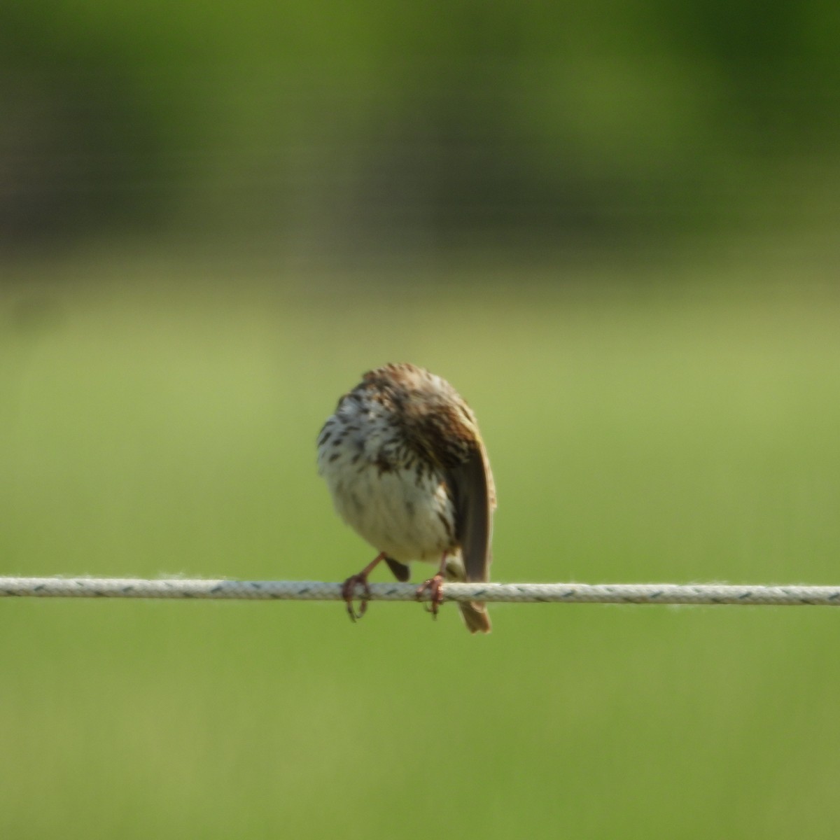 Savannah Sparrow - ML580469191