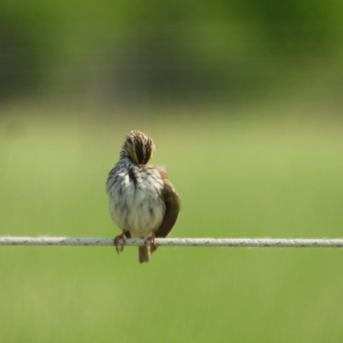 Savannah Sparrow - ML580469211