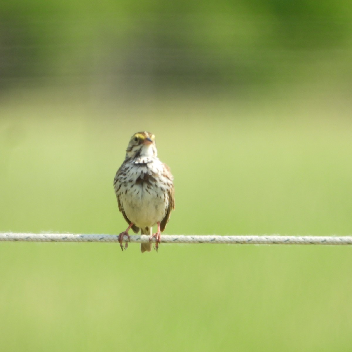 Savannah Sparrow - ML580469281
