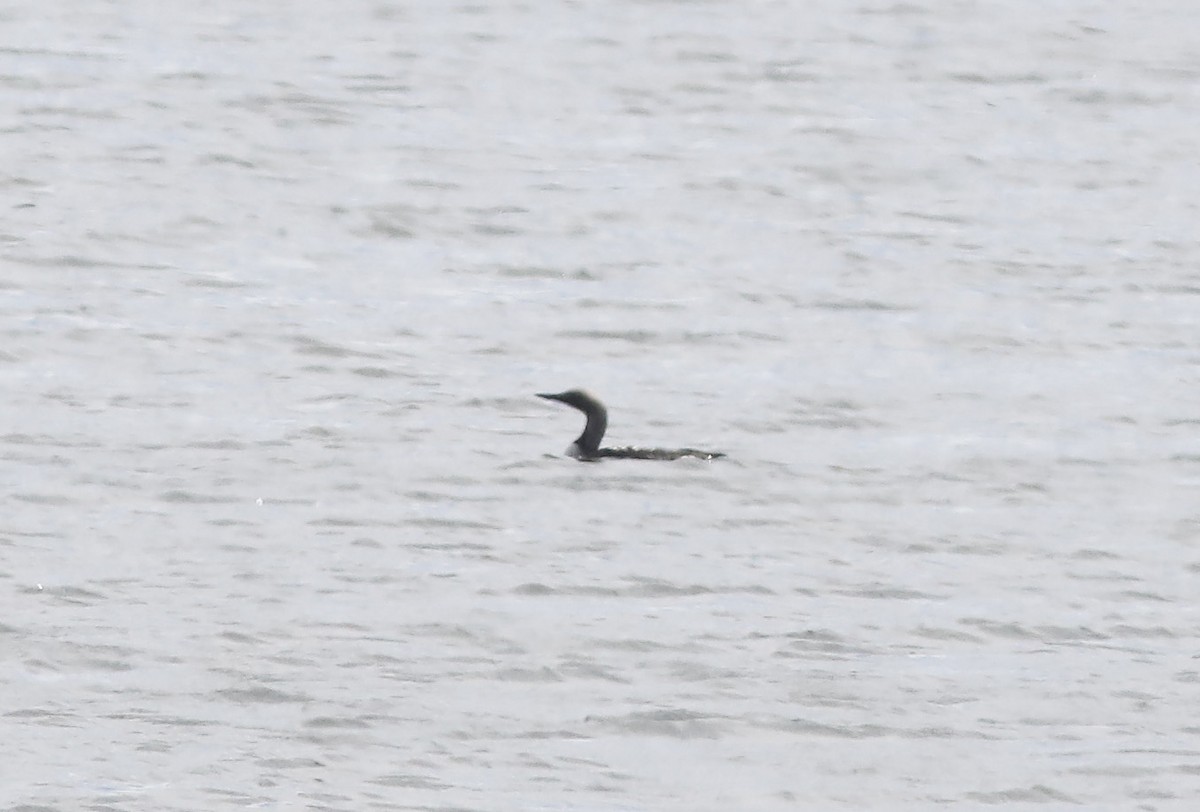 Arctic Loon - ML580469811