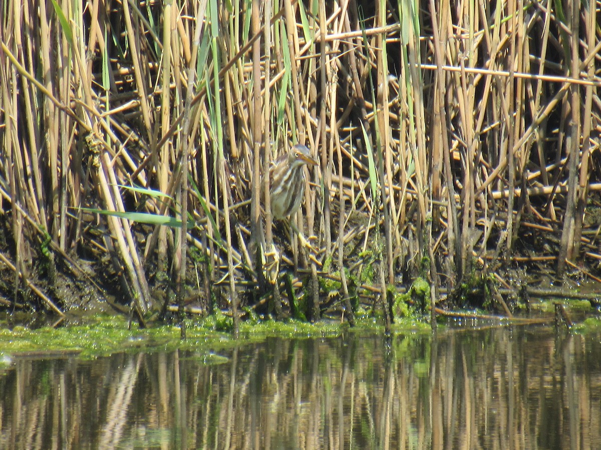 Least Bittern - ML580470391