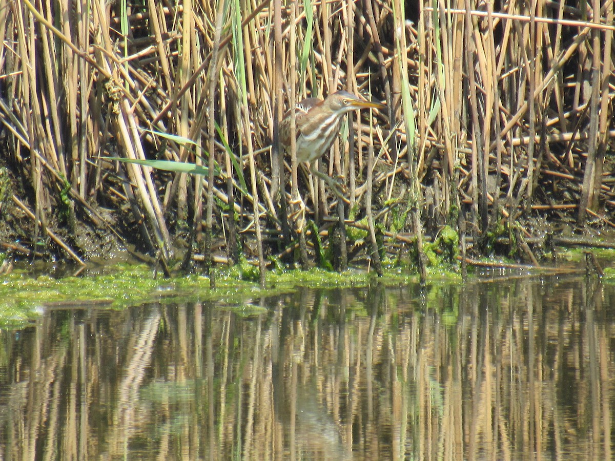 Least Bittern - ML580470401