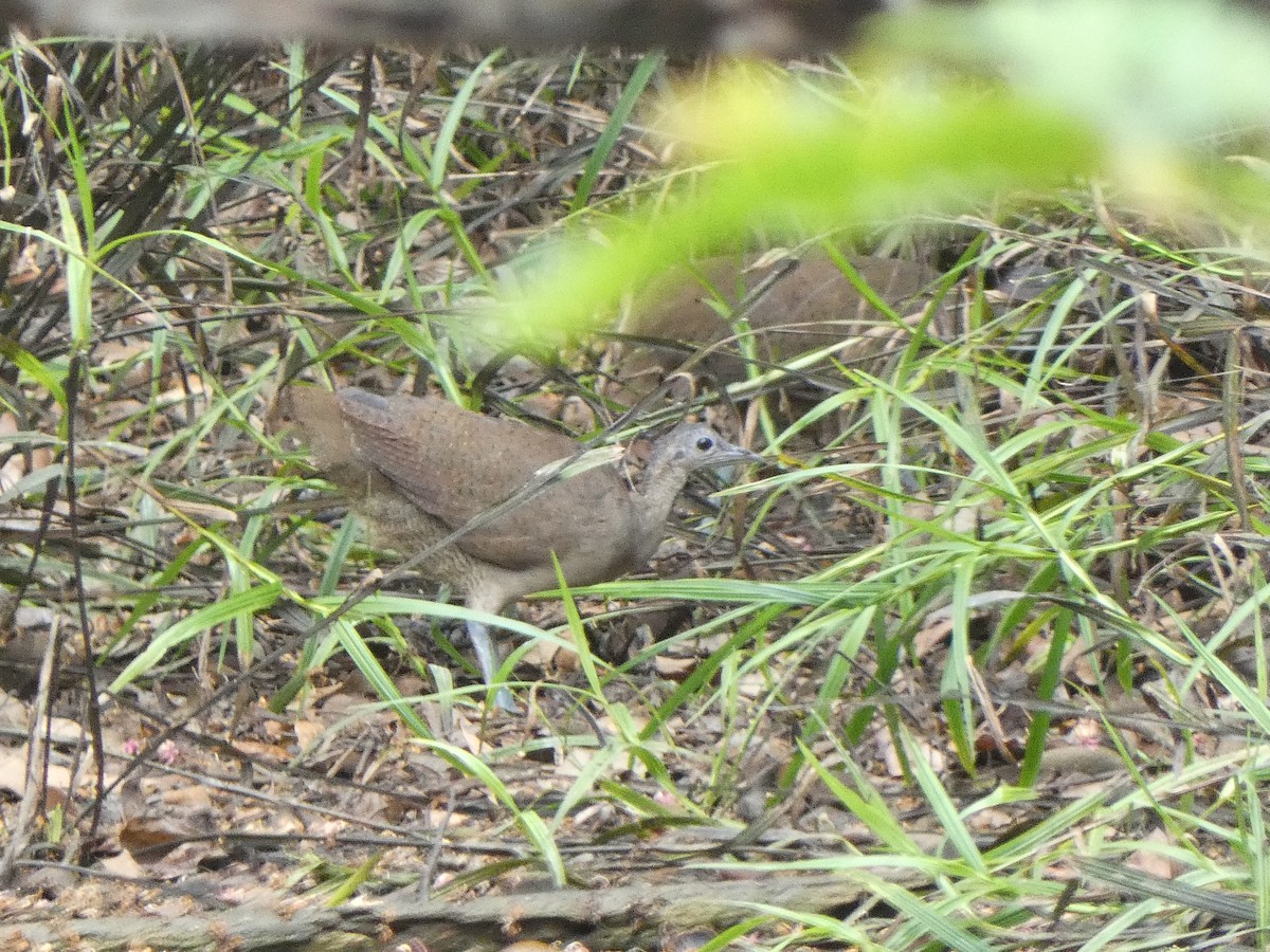 Great Tinamou - Donald Wellmann