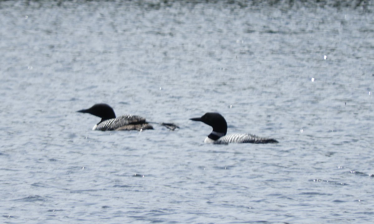 Common Loon - ML580471451