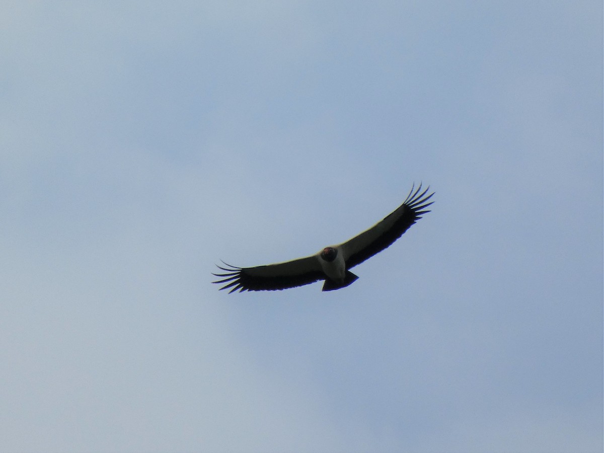 King Vulture - ML580473071