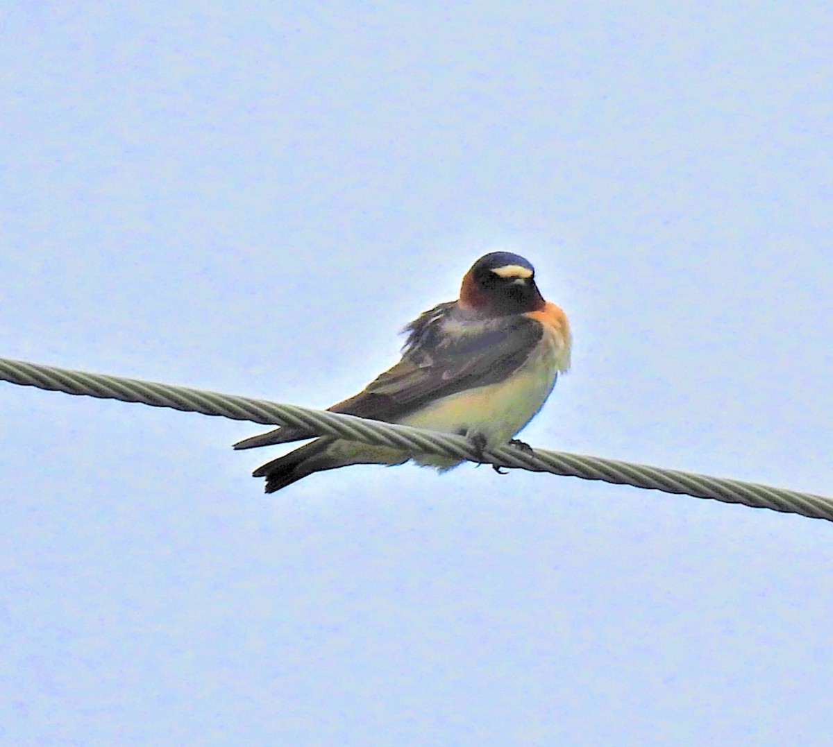 Hirondelle à front blanc - ML580473391