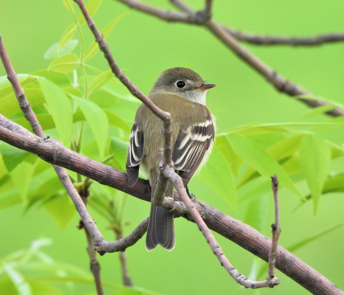 Moucherolle tchébec - ML580473481