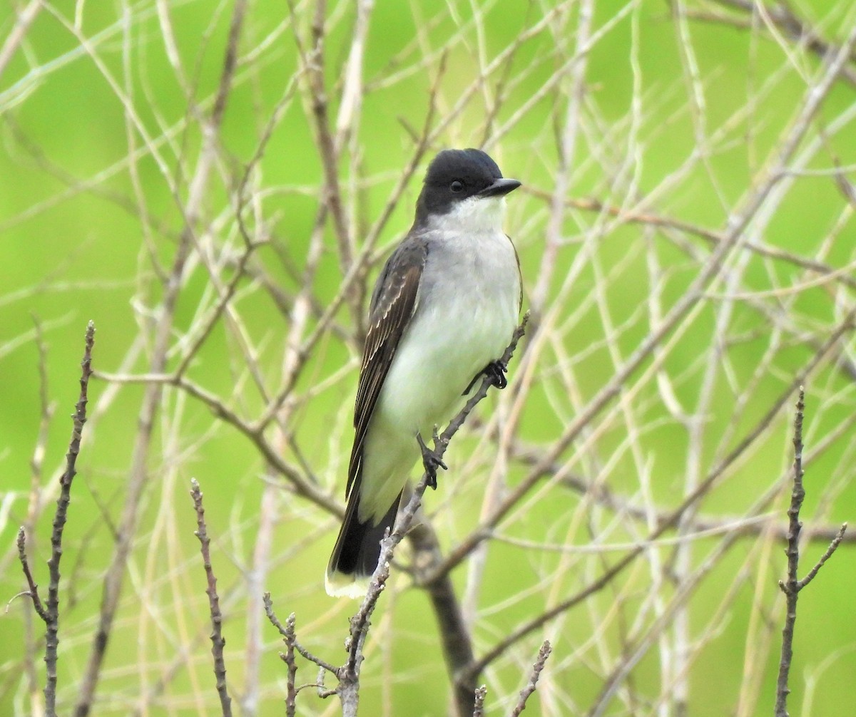 Eastern Kingbird - ML580473511