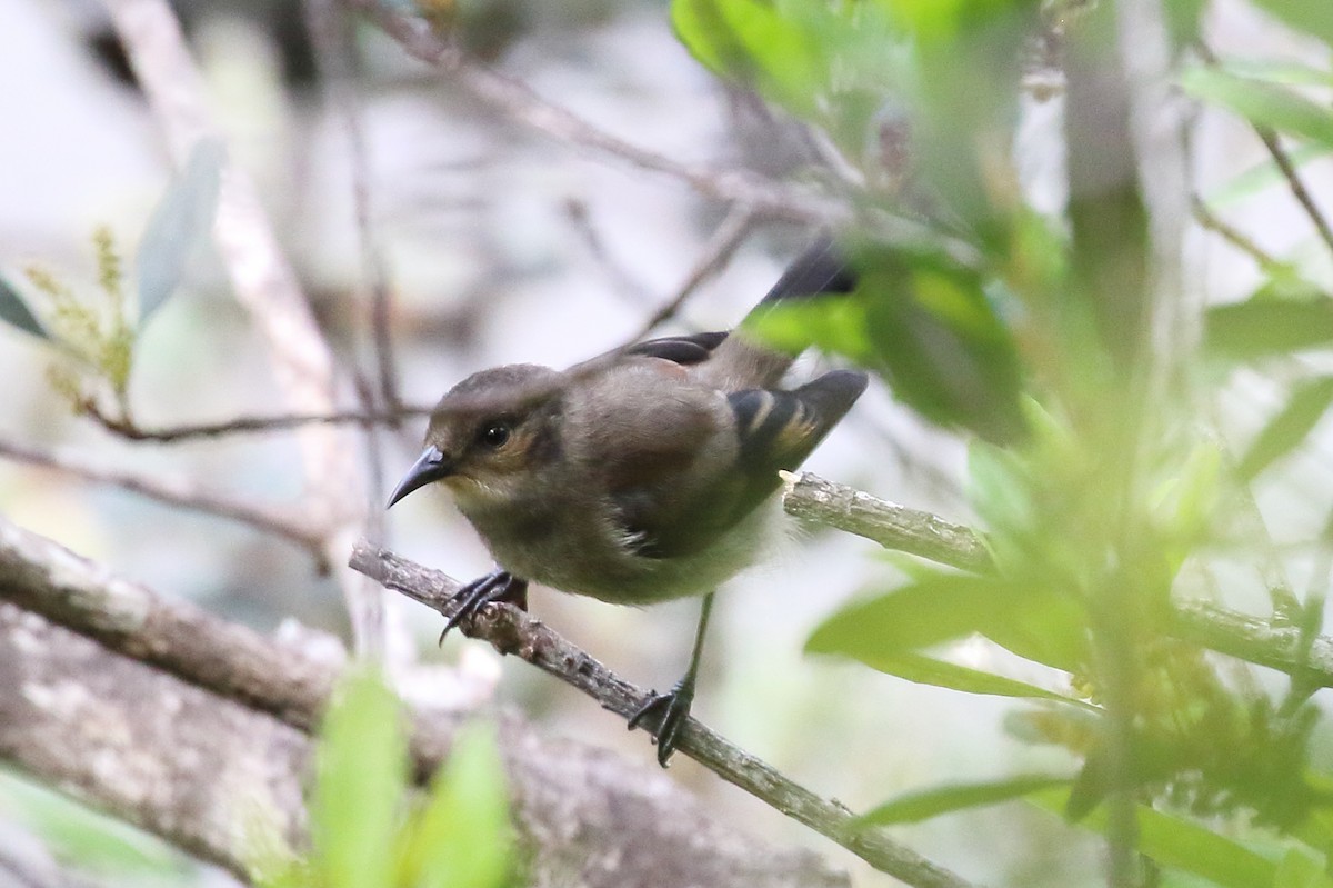 アカハワイミツスイ - ML580473901