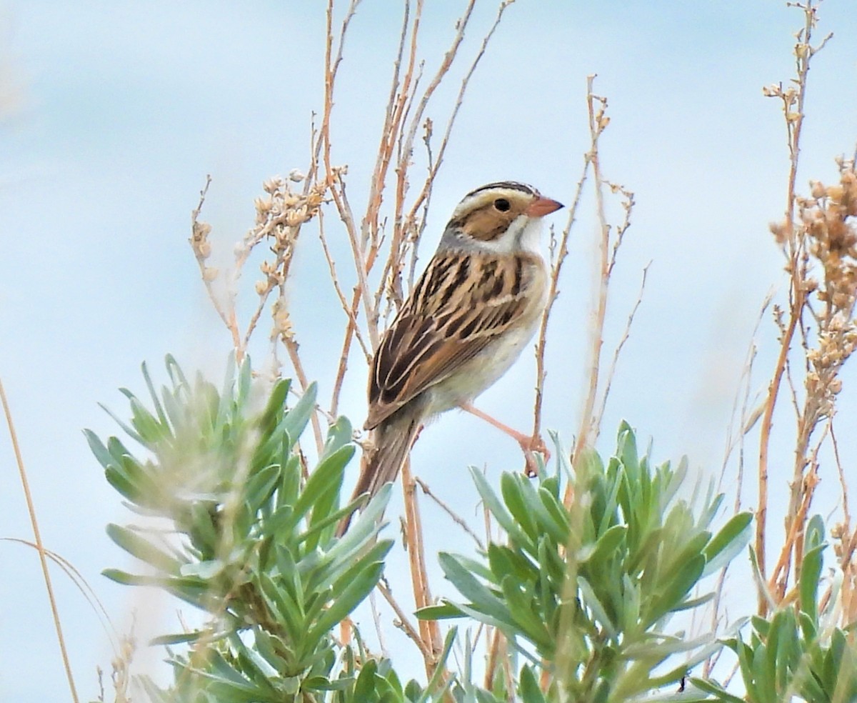 Clay-colored Sparrow - Jan Thom