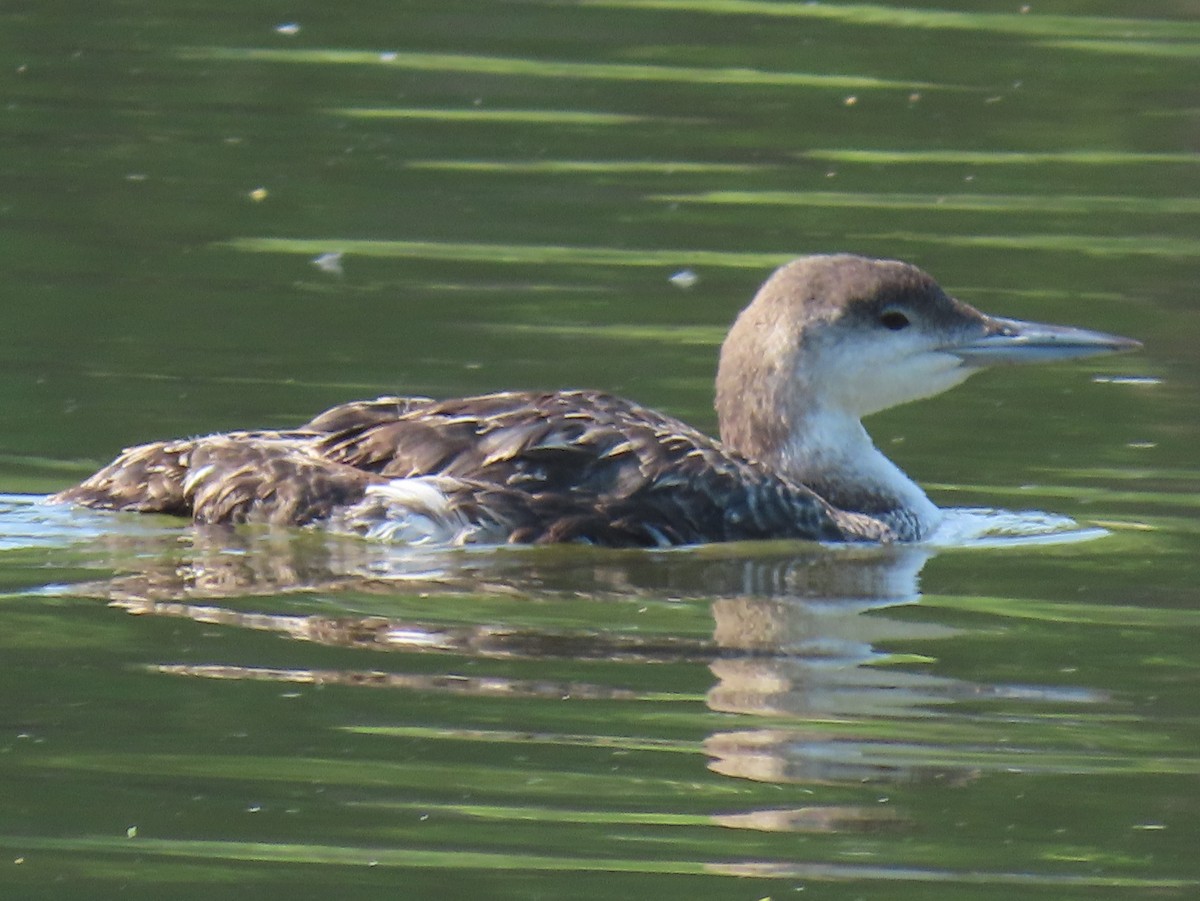 Common Loon - ML580474761