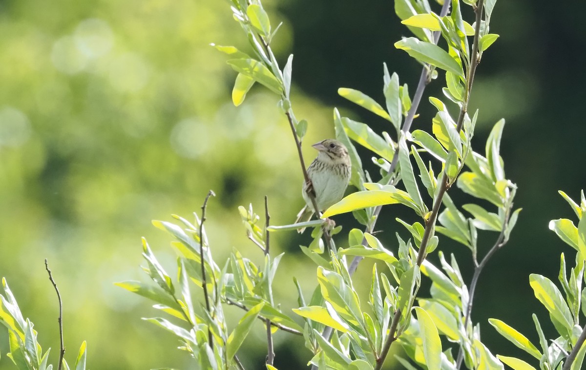 Henslow's Sparrow - ML580475561