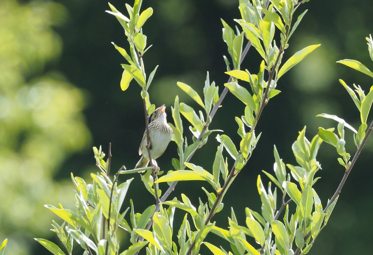 Henslow's Sparrow - ML580475571