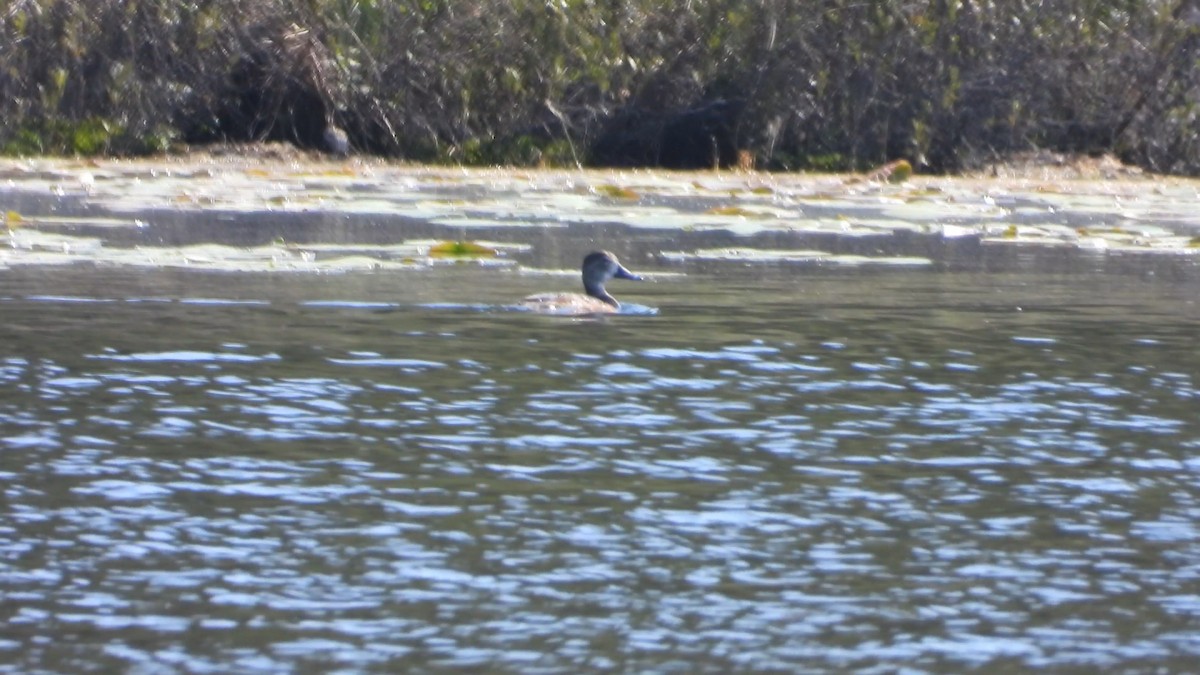 Ring-necked Duck - ML580475981