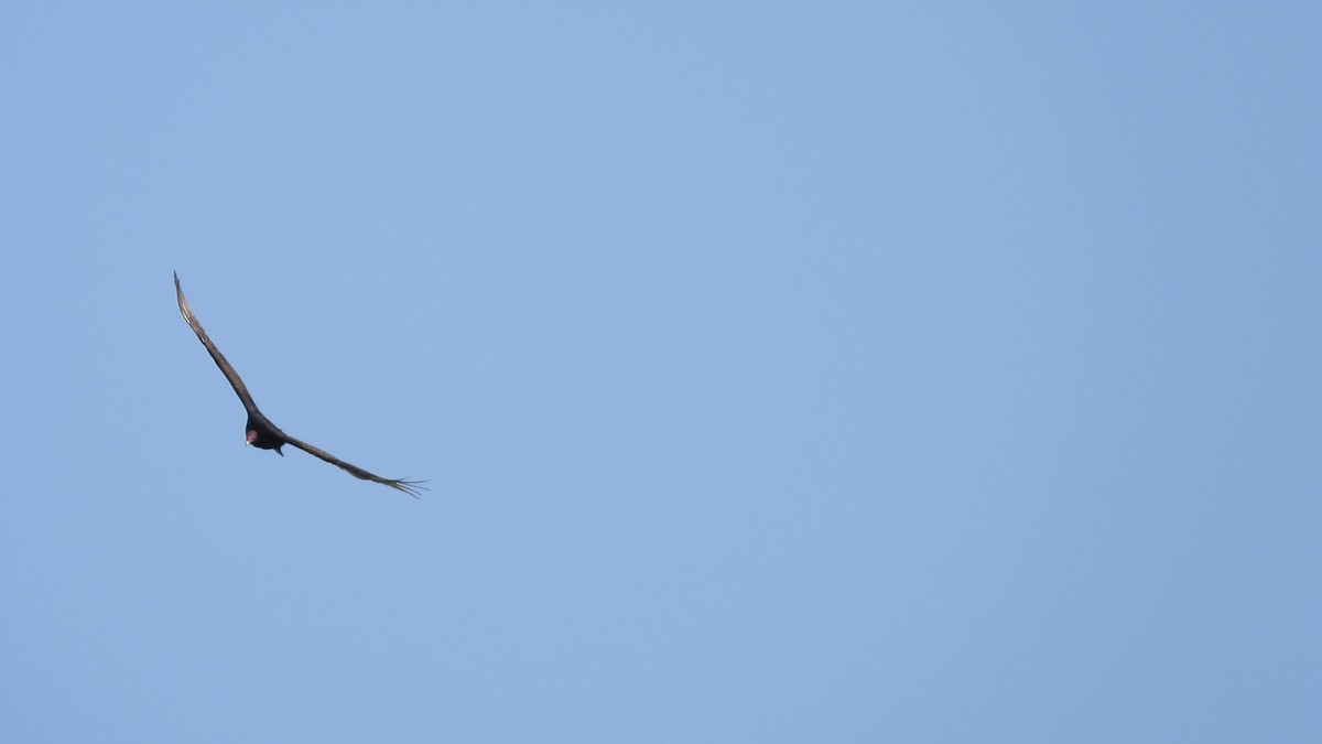 Turkey Vulture - ML580476361