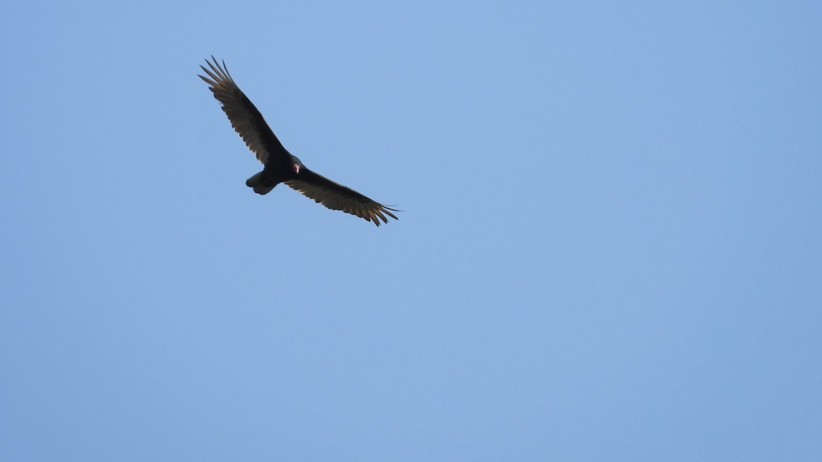 Turkey Vulture - ML580476391