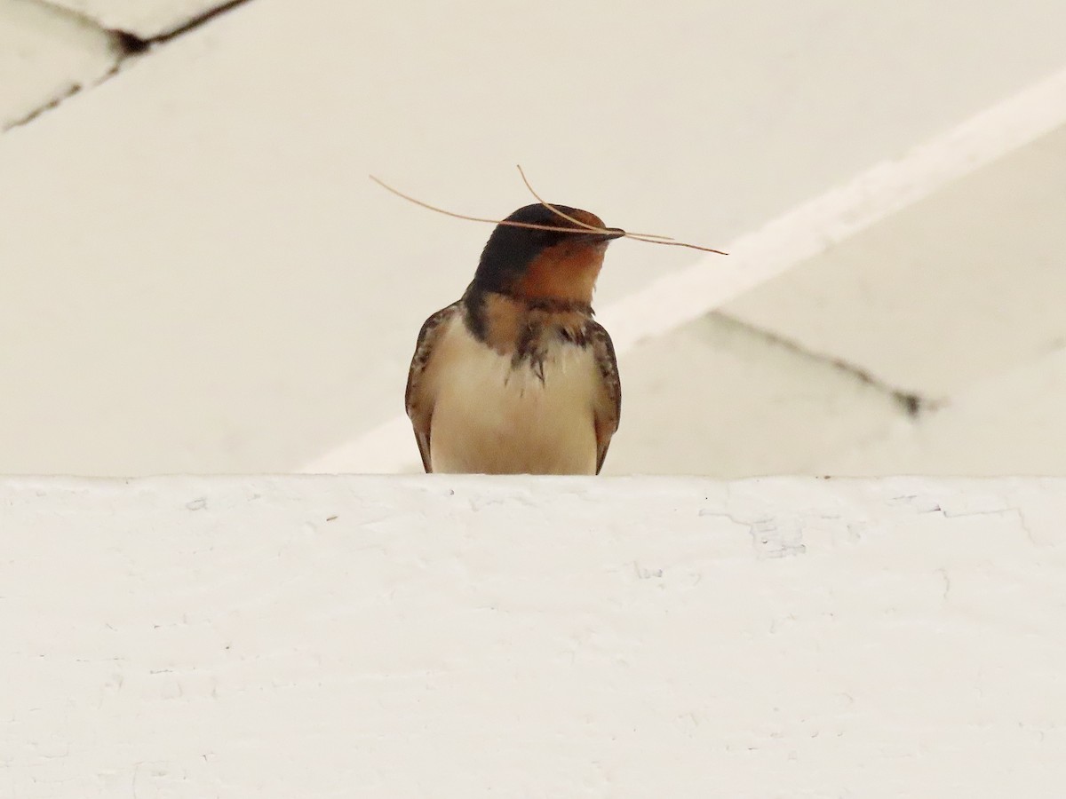 Barn Swallow - David and Regan Goodyear