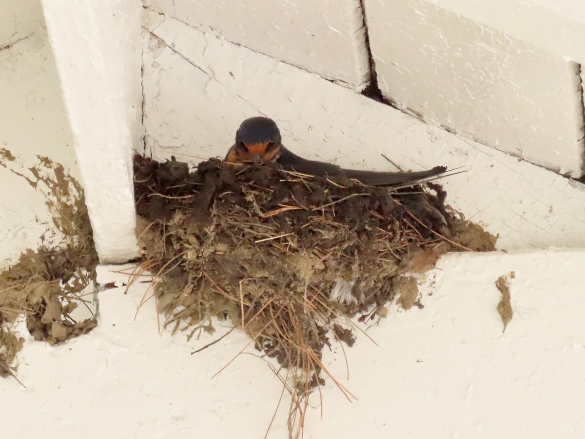 Barn Swallow - David and Regan Goodyear