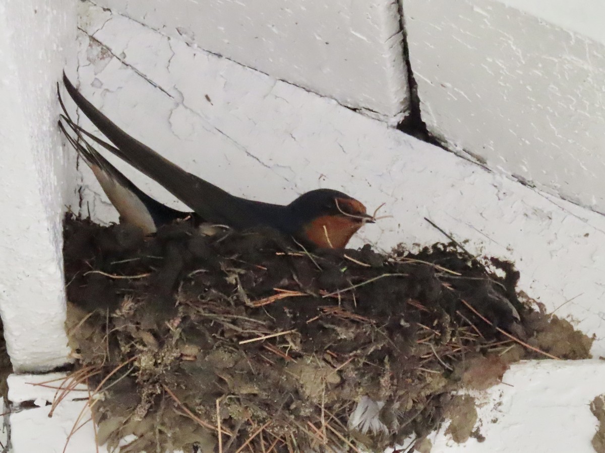 Barn Swallow - David and Regan Goodyear