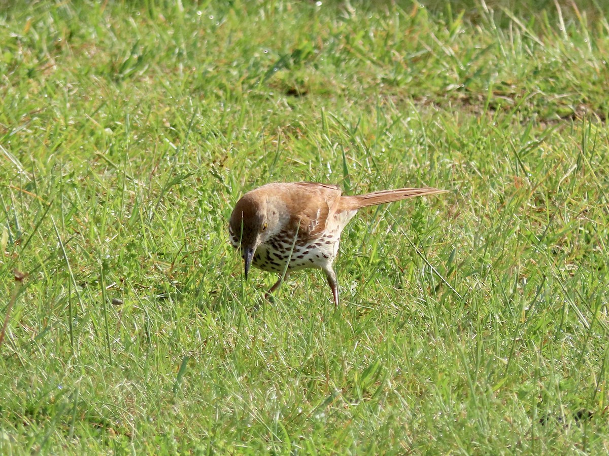 Brown Thrasher - David and Regan Goodyear